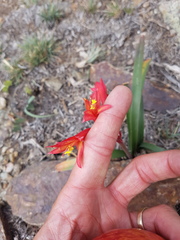 Zephyranthes graciliflora