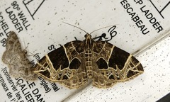 Gandaritis atricolorata