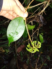 Marcgravia atropunctata