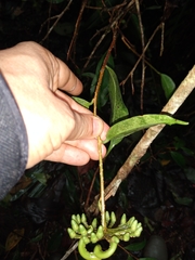 Marcgravia atropunctata