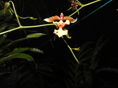 Cyrtochiloides