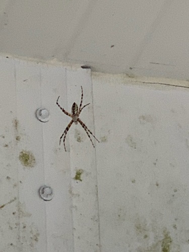 Argiope aurantia image