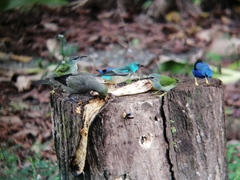 Dacnis venusta