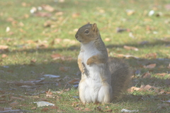 Sciurus niger