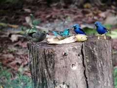 Dacnis venusta