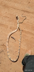Boiga cynodon