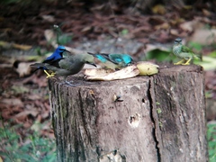 Dacnis venusta