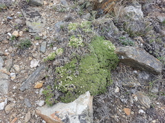 Lithodraba mendocinensis