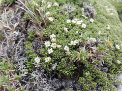 Lithodraba mendocinensis