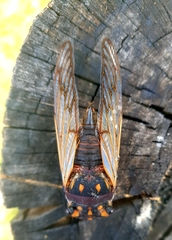 Macrotristria angularis