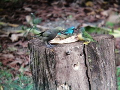 Dacnis venusta