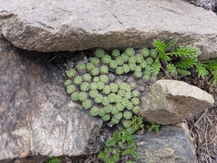Oxalis erythrorrhiza