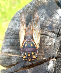 Macrotristria angularis