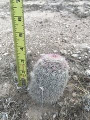 Echinocereus