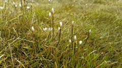Gentianella lineata