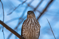 Accipiter striatus