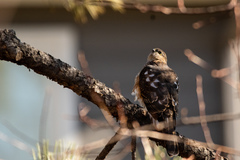 Accipiter striatus