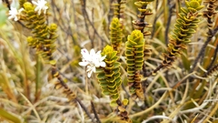 Veronica pauciramosa
