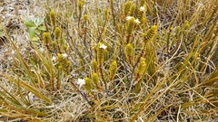 Veronica pauciramosa