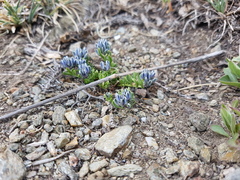 Polygala kurtzii