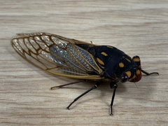 Macrotristria angularis