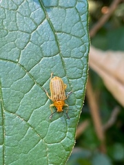 Metaxyonycha granulata