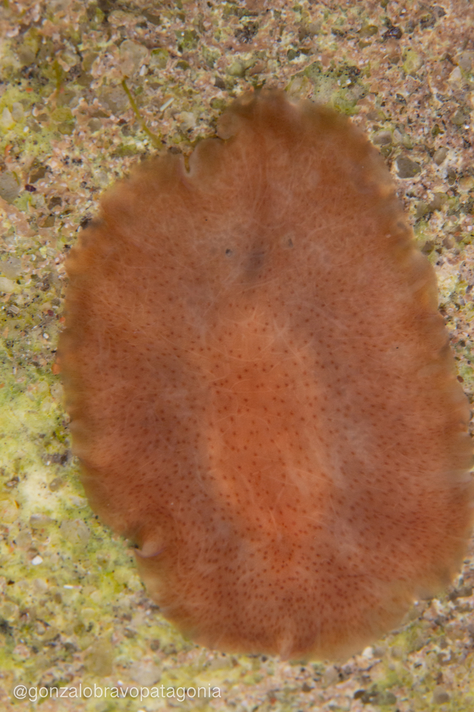 Pseudostylochidae