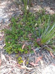 Melichrus procumbens