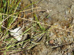 Thamnophis pulchrilatus