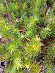Melichrus procumbens