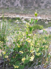 Philibertia candolleana