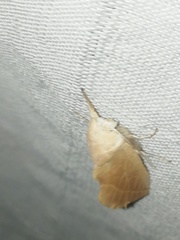 Hemiceratinae