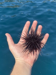 Echinometra vanbrunti