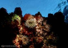 Parabunodactis imperfecta