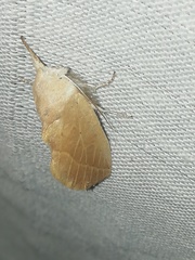 Hemiceratinae