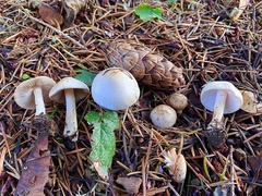 Inocybe pallidicremea