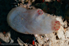 Ascidiella aspersa