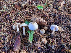 Inocybe pallidicremea