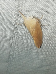 Hemiceratinae