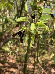 Xylocopa gualanensis