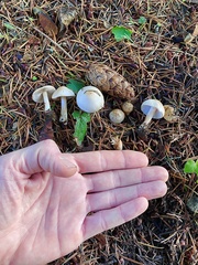 Inocybe pallidicremea