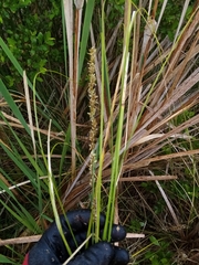 Carex virgata