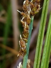 Carex virgata