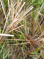 Carex virgata
