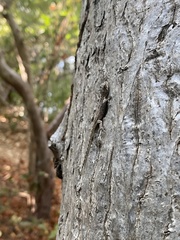 Urosaurus bicarinatus