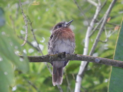 Malacoptila mystacalis