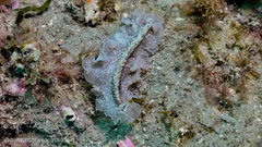 Phrikoceros mopsus