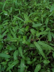 Urtica perconfusa