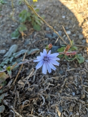 Cichorium intybus