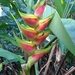 Heliconia wagneriana - Photo (c) johanna_perea, some rights reserved (CC BY-NC)